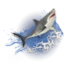 Shark preview