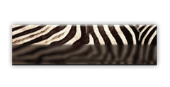 Zebra Zone preview
