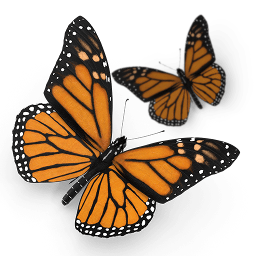 Butterflies preview